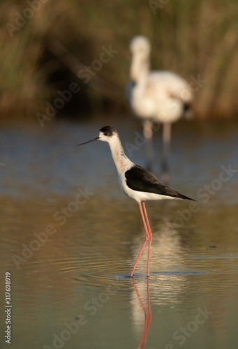 Black-winged Stilt with greater flamingo at the backdrop, Bahrain