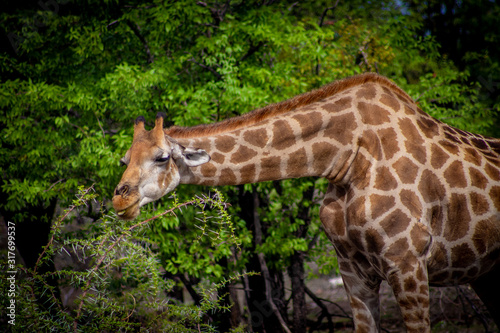 Bilde på lerret Giraffe eating leaves in Namibia