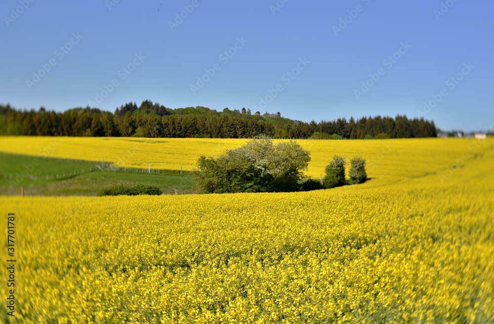 field of oilseed rape