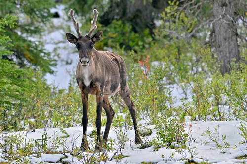 A male woodland caribou standing in a snow covered spruce forest. photo