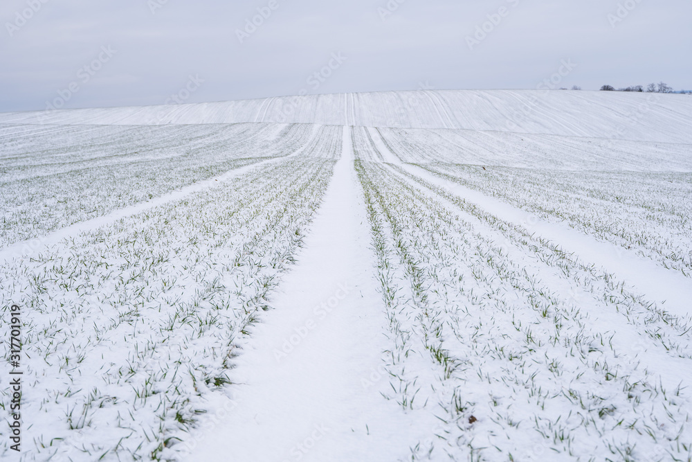 Wheat field covered with snow in winter season. Winter wheat. Green grass, lawn under the snow. Harvest in the cold. Growing grain crops for bread. Agriculture process with a crop cultures.