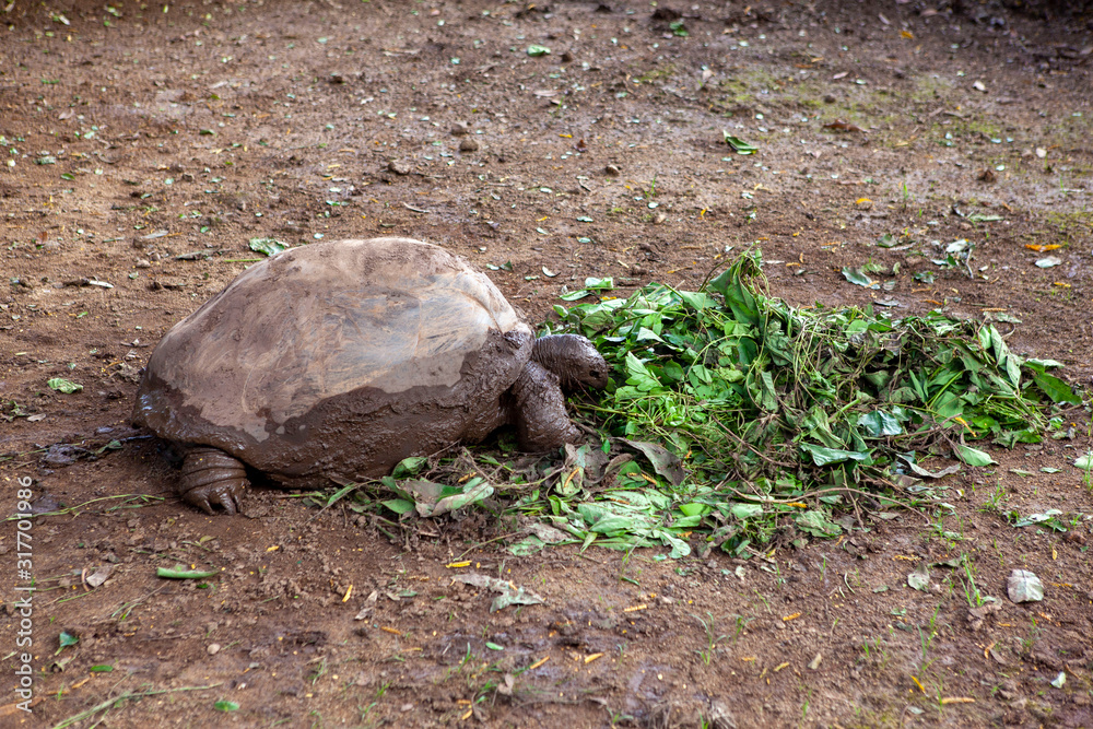 Obraz premium Mauritius