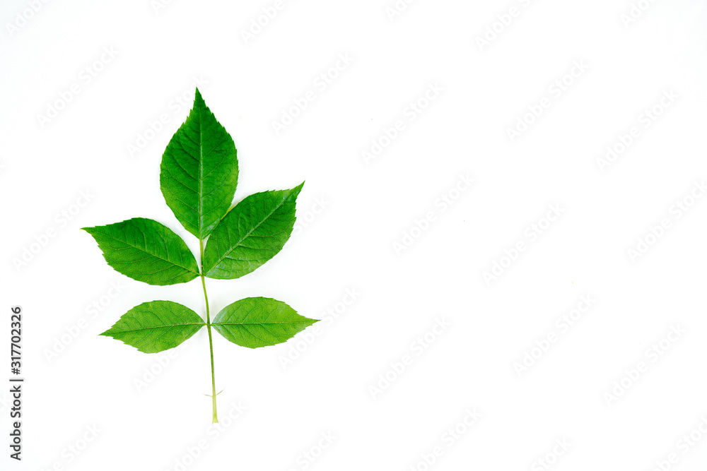 Green leaf isolated on white background