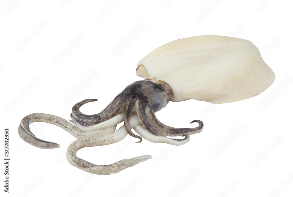 Fototapeta premium Squid isolated on white background