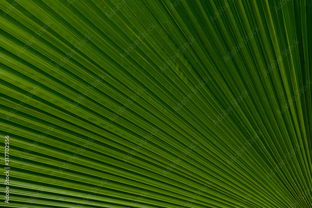 Close up of leaves texture or background Close up of leaves texture or background