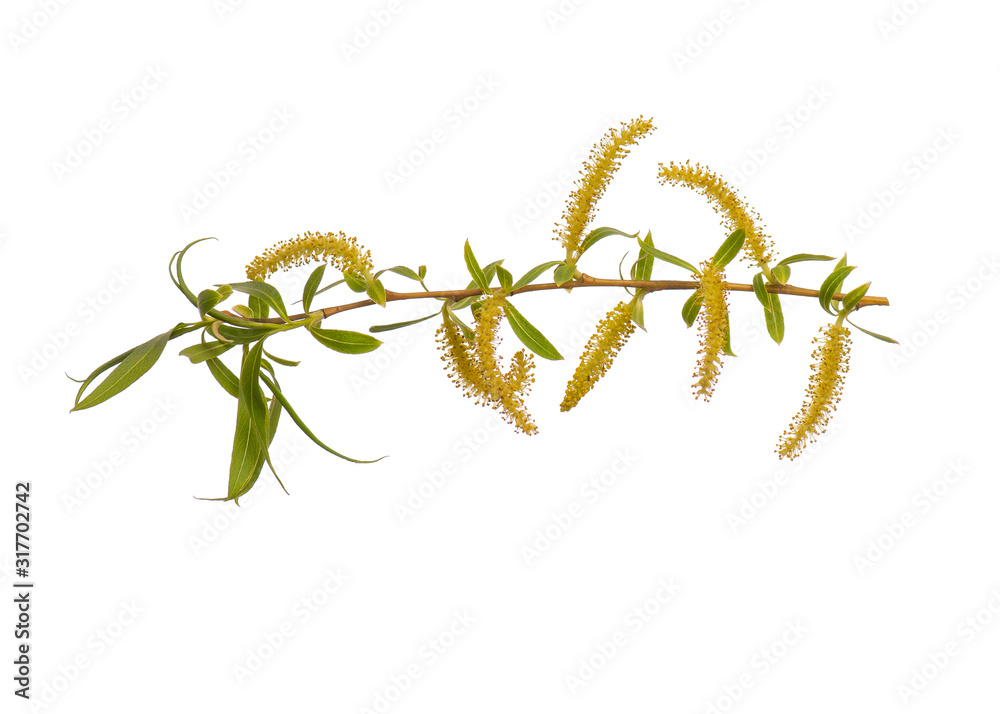 Blossoming branch with flowers. Single spring tree branch with flowers and buds, isolated on white background. Stick tree branch from nature for design. Blossoming branch with flowers. Single spring tree branch with flowers and buds, isolated on white background. Stick tree branch from nature for design.