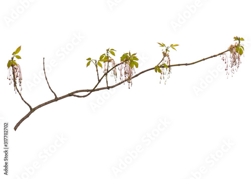 Blossoming branch with flowers. Single spring tree branch with flowers and buds, isolated on white background. Stick tree branch from nature for design.