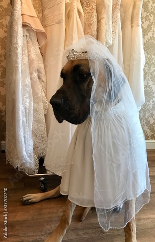 Dog wearing wedding veil & tiara