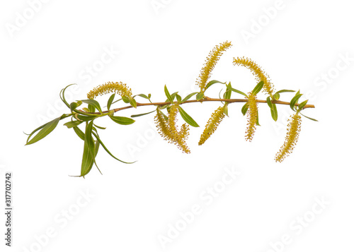 Blossoming branch with flowers. Single spring tree branch with flowers and buds, isolated on white background. Stick tree branch from nature for design.