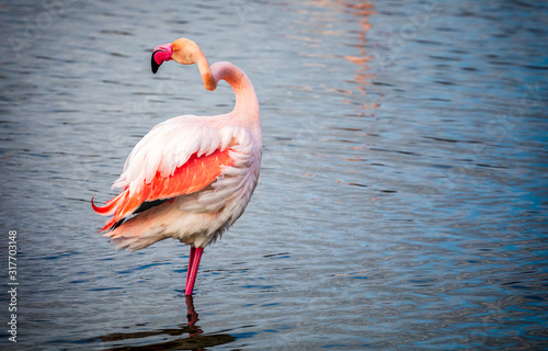 Pink flamingo with its neck twisted like a corkscrew
