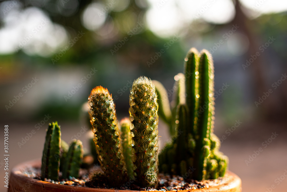 Cactus standing in flower pots ( selective focus ) Cactus standing in flower pots ( selective focus )