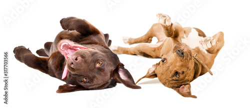 Funny cute puppies Labrador and Pitbull lying on his back isolated on white background © sonsedskaya