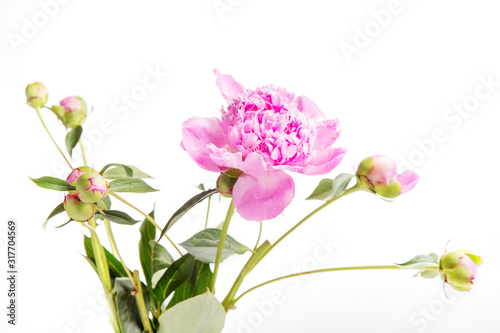 Pink peony with buds isolated on white background