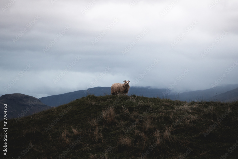 Obraz premium Icelandic sheep looking into the distance from the hill wool.