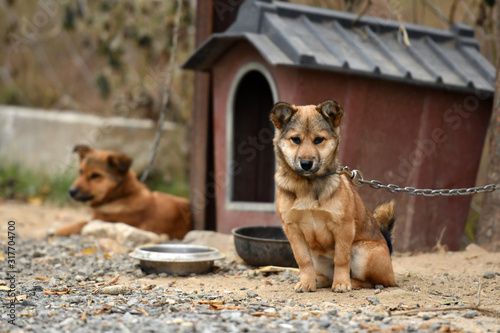 Mongrel dog indigenous to Korea