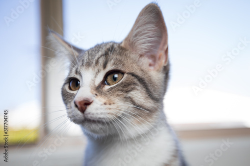 Fototapeta Naklejka Na Ścianę i Meble -  Cute Cat