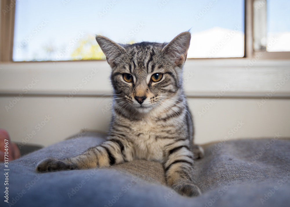 Cute Cat Cute Cat