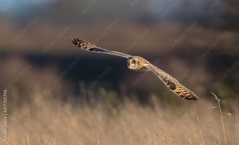 Short Eared Owl Flying Short Eared Owl Flying