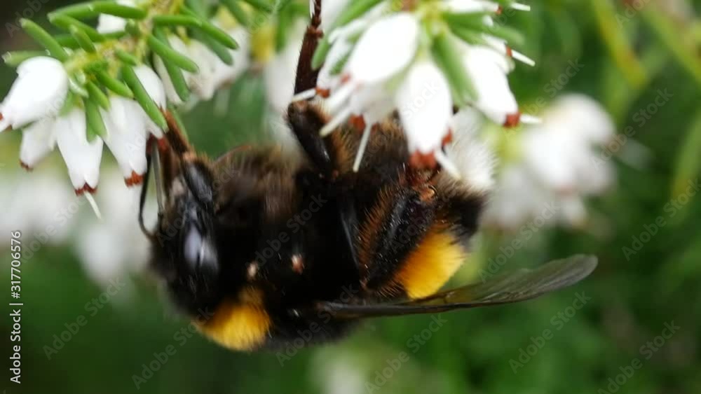 Bumblebee is gathering pollen for honey on flowers Bumblebee is gathering pollen for honey on flowers