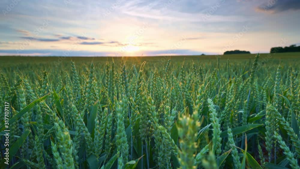 Panorama of green wheat field in the morning sunlight; the sunbeam shines into the lens; track right