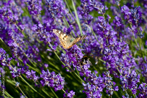 Butterfly & Bee in Lavender