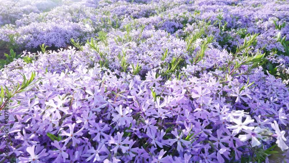 Brush full of purple flowers on the hill on a sunny day in spring with natural background