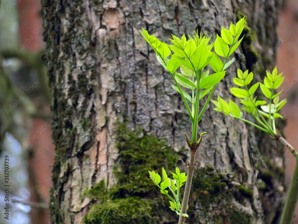 bark of a tree