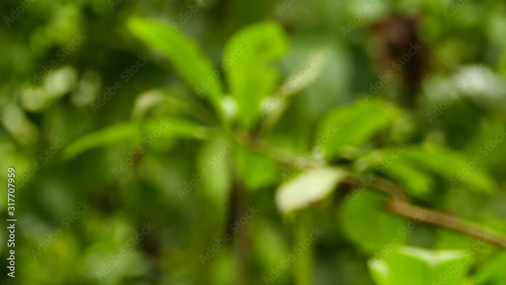 Bokeh jungle background with hummgbirds flying in foreground Bokeh jungle background with hummgbirds flying in foreground