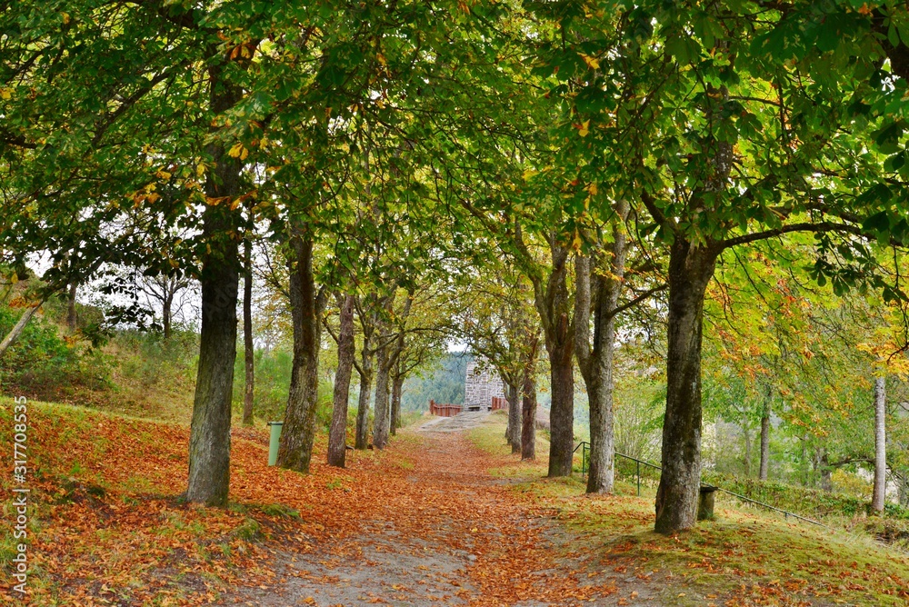 Naklejka premium autumn in the park