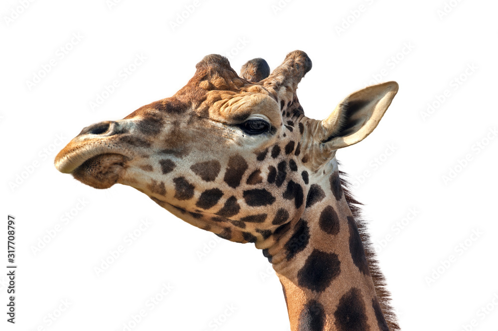 Giraffe (Giraffa camelopardalis), close up of head against white background