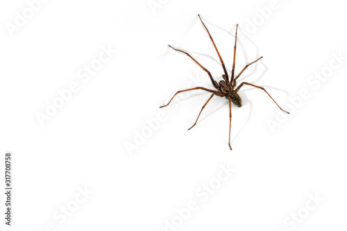 European common house spider (Tegenaria atrica / Philoica atrica) male against white background