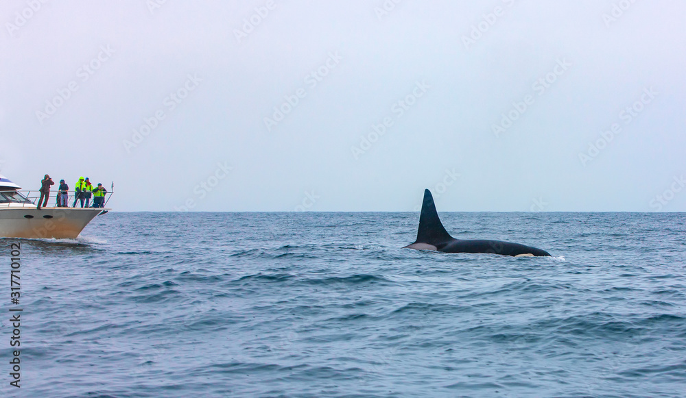 Fototapeta premium Tourist watching a killer whales dive in Kamchatka