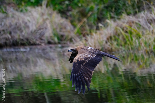 black kite