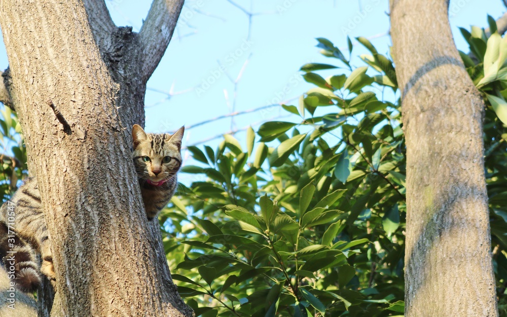 Fototapeta premium いい眺め 木のぼり猫 キジトラ 冬