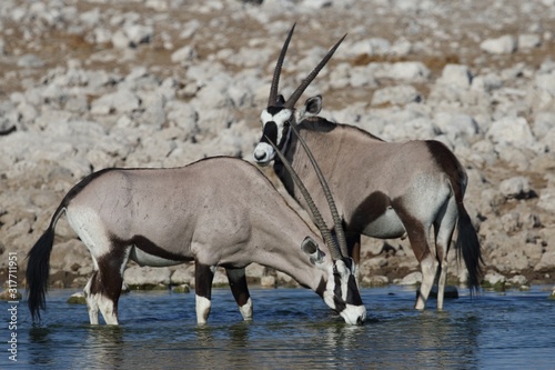 Closeup shot of two gemsboks drinking and standing in a waterhole in Namibia
