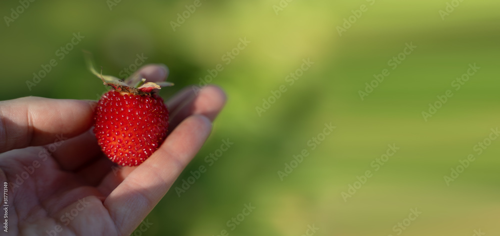 Obraz premium hand holding a ripe red Tibetan raspberry berry on a green background, isolated, banner, text space, concept