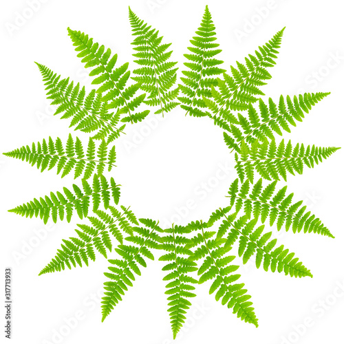 Circle arrangement in round rosette of fern leaves 98 mpx Image set isolated ...