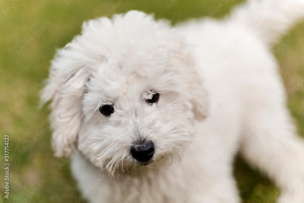 Portrait of a white Poodle puppy