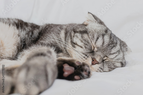 A gray scottish fold cat sleeps on a bed in a sheet. The concept of pets, comfort, pet care, keeping cats in the house. Light image, minimalism, copyspace.