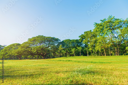 Green lawn and many tropical tree in public park with blue sky with sunshine in the morning, The park is the resting place of the people in the city.
