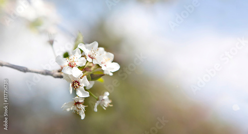 Cherry blossom panorama