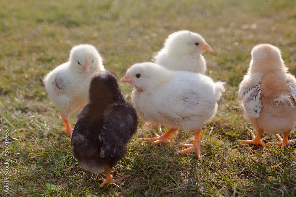 Group of newborn chicken on a meadow