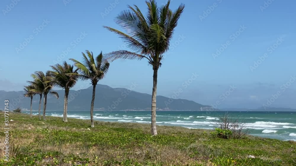 Coconut palms, sea view, green lawn, sunny day, white clouds in the blue sky. Waves roll ashore. Small wind sways palm leaves Coconut palms, sea view, green lawn, sunny day, white clouds in the blue sky. Waves roll ashore. Small wind sways palm leaves