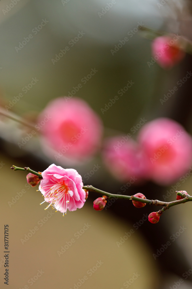 梅の花