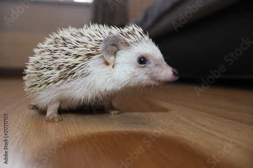 hedgehog