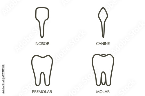 type of tooth ( incisor, canine, premolar, molar ) - dental cartoon vector outline flat style