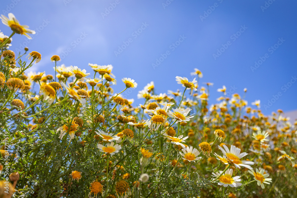 Summer mood, happy bright photo. Beautiful field of daisy flowers in spring. Blurred abstract summer meadow with bright blossoms and blue sky