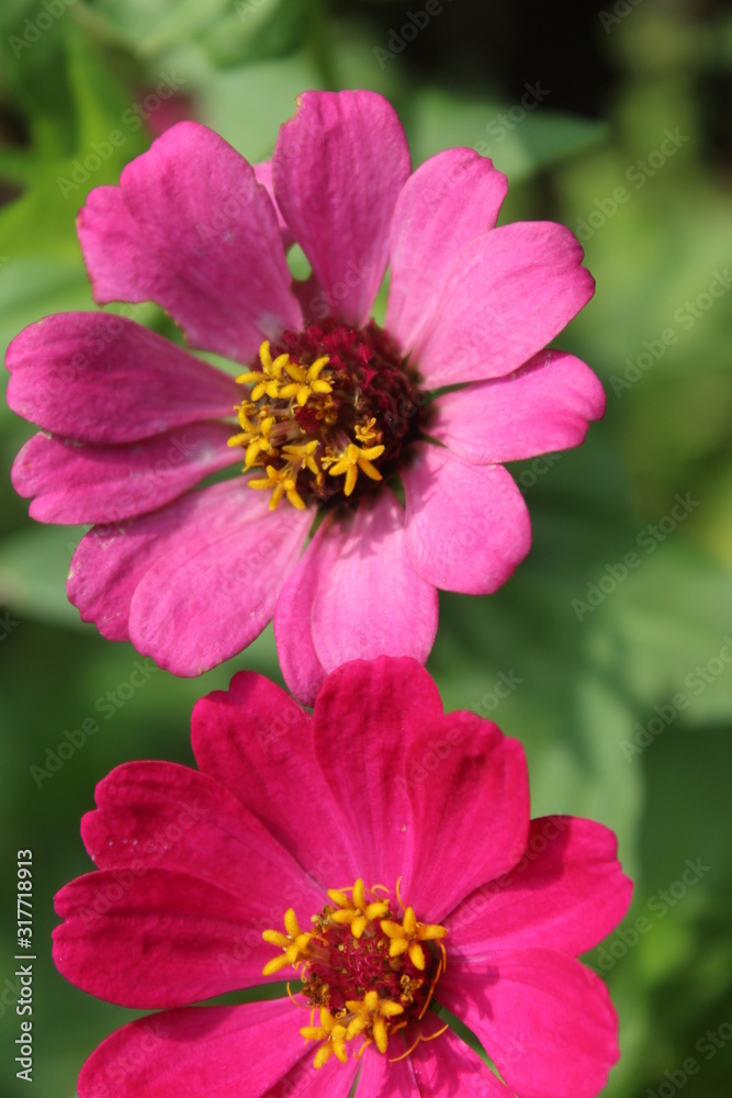 Red flower from the Jakarta city park