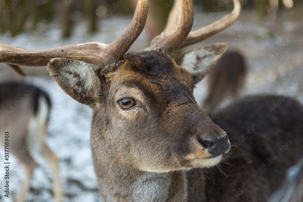 Closeup of a deer in snowy forest Closeup of a deer in snowy forest