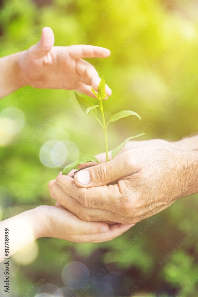 Green plant in human hands on blurred background Green plant in human hands on blurred background